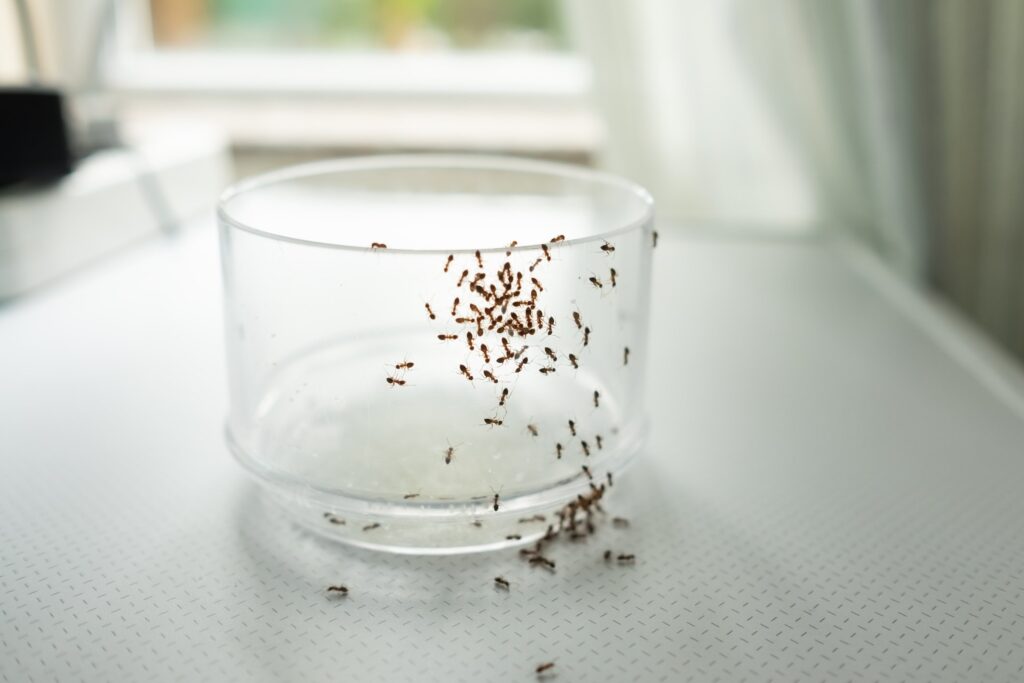 can ants climb glass