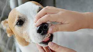 what to do if dog eats glass