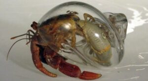 are glass shells bad for hermit crabs